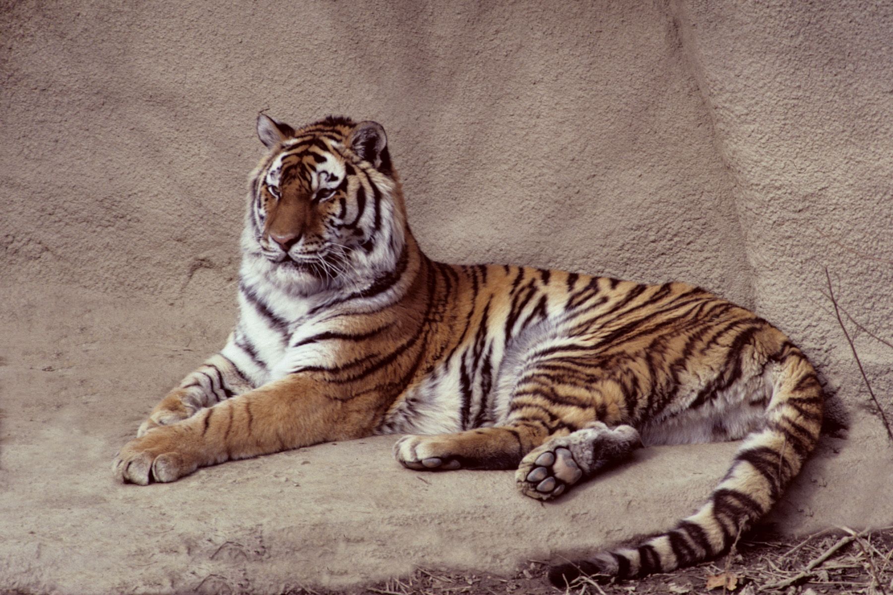 tiger tail